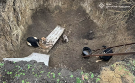 Дніпровський район: рятувальники визволили з пастки трьох песиків